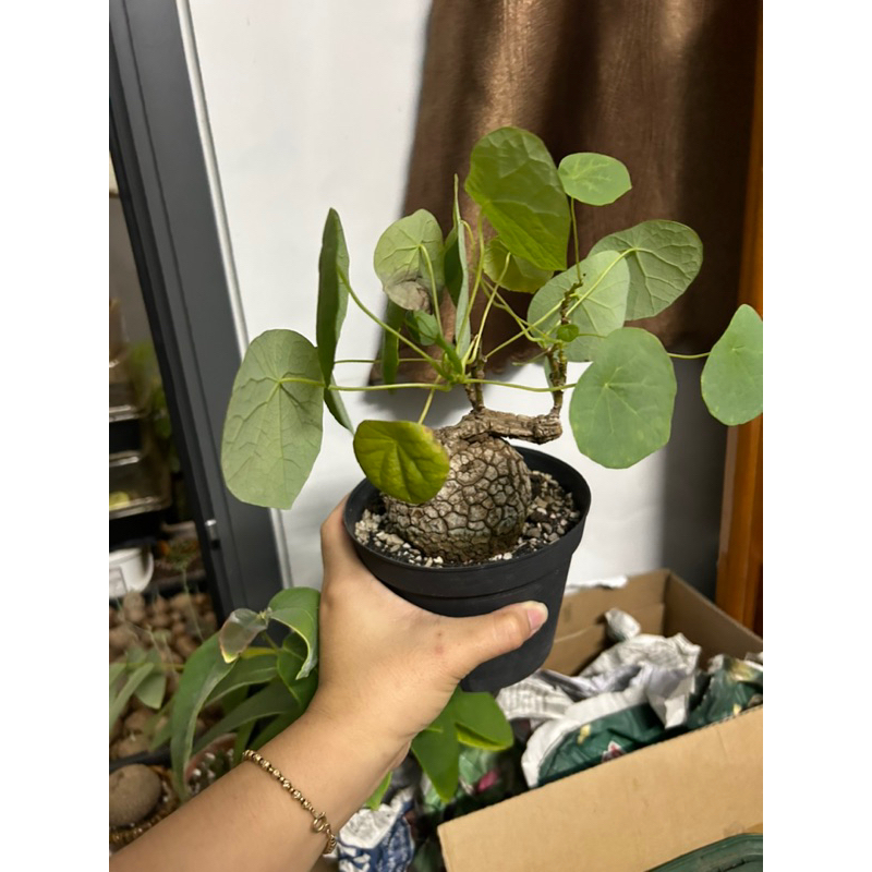 Củ bình vôi Stephania Suberosa