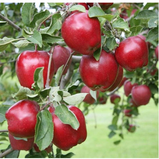 Táo đỏ lùn f1🍎🍎🍎 trồng bonsai - caygiong-f1
