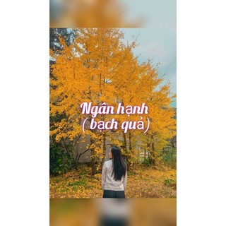 Ngân hạnh ( bạch quả - cây cao m6 m7 mùa này đang rụng lá nên cây ít lá các bạn nhé)