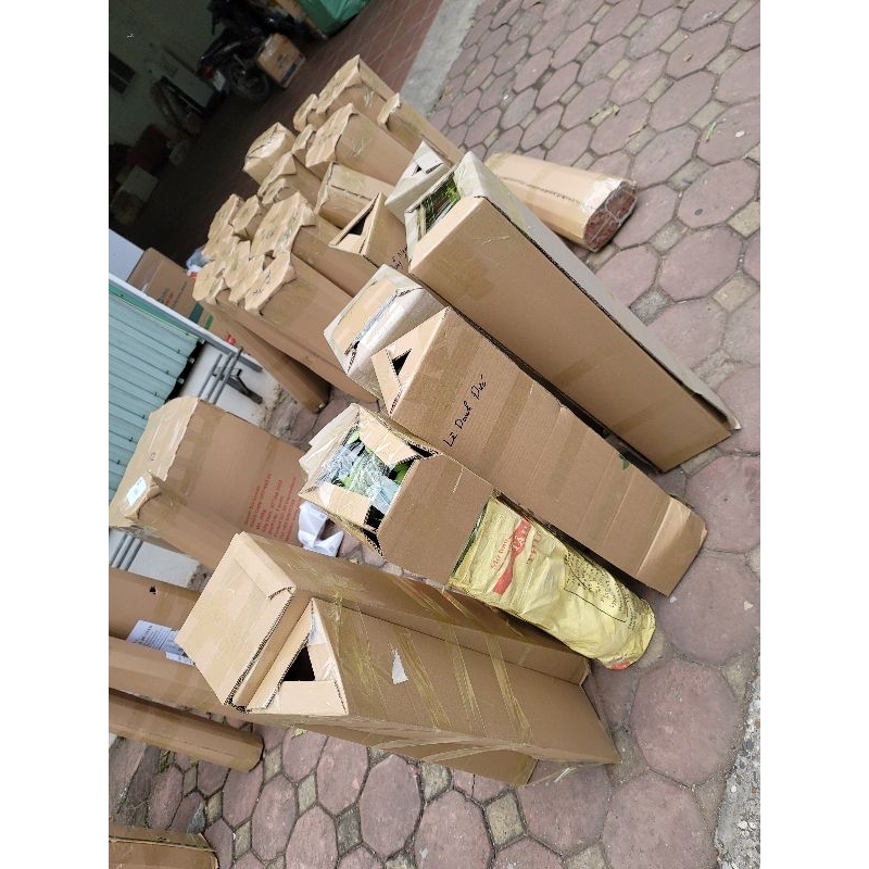 Cây giống Hồng Da Tre