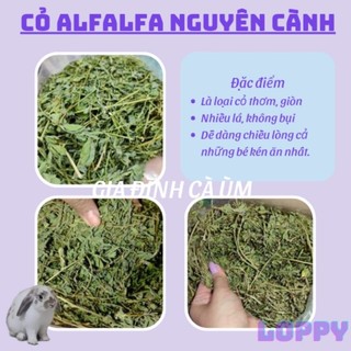 Alfalfa nguyên cành cho thỏ/chuột lang dưới 6 tháng