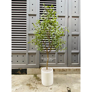Cây oliu giả 1.25m