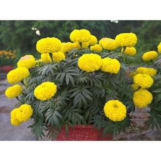 GÓI 500 HẠT GIỐNG CÚC VẠN THỌ VÀNG BÔNG TO