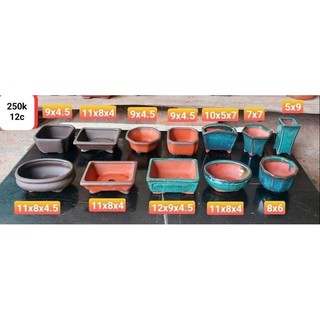 Compo chậu gốm nhiều màu trồng cây bonsai sen đá mini