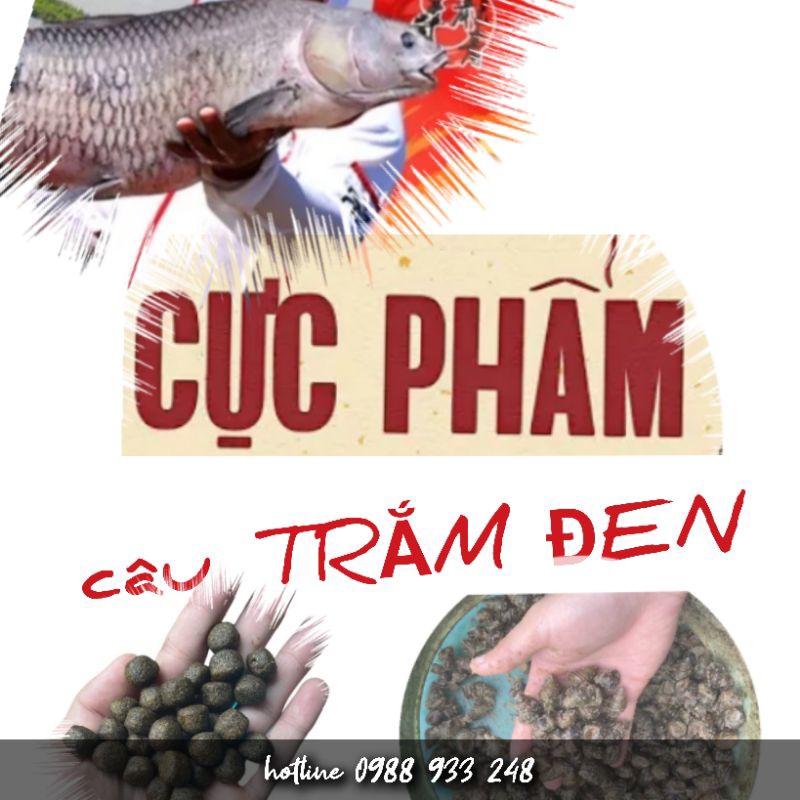 Cám câu Trắm đen Seamaster T12| 1kg