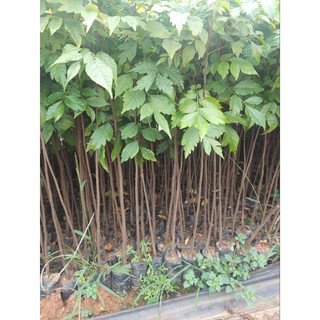Cây giống Lát Hoa- cây lấy gỗ