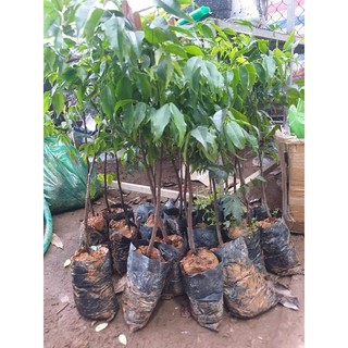 Cây giống lim xanh - cây lây gỗ