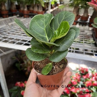 Cây bàng sing chậu nhựa để bàn dễ chăm sóc