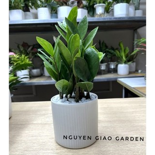 Cây kim tiền chậu sứ trụ dễ chăm sóc, mang nhiều may mắn tài lộc