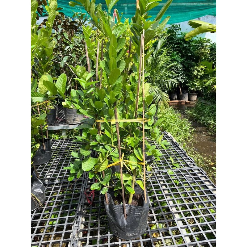 Cây CHANH MỸ, Chanh Quảng Đông TRÁI VÀNG gốc to khoẻ