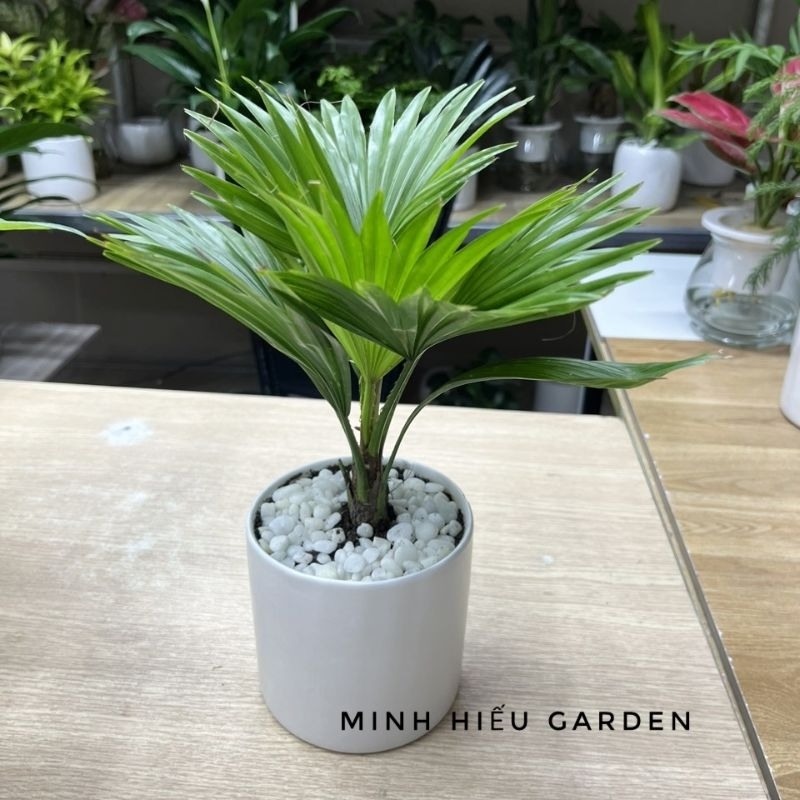 Cây cọ nhật chậu sứ trắng để bàn