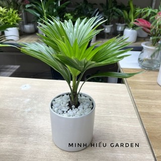 Cây cọ nhật chậu sứ trắng để bàn