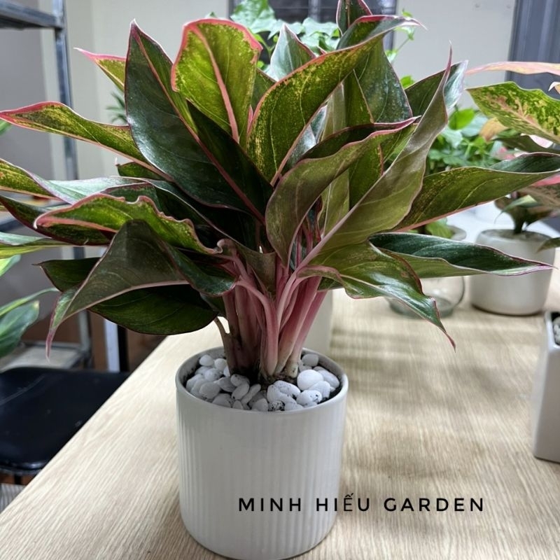Cây phú quý chậu sứ đk 11cm, trang trí nội thất, quà tặng ý nghĩa