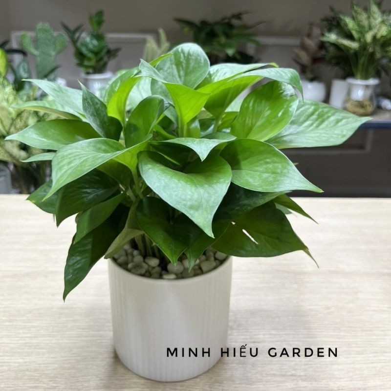 Cây Trầu bà để bàn chậu trụ trắng