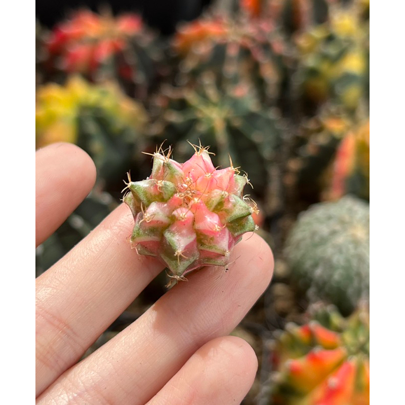 XƯƠNG RỒNG GYM LEM SIÊU RẺ. size mini 1cm