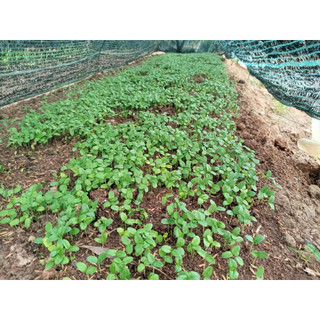 5gram hạt giống trắc đỏ