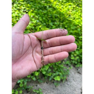 5gram hạt giống trắc đỏ