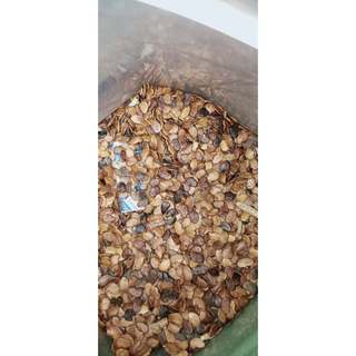 5gram hạt giống trắc đỏ