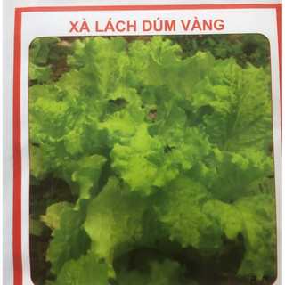 Hạt giống Rau xà lách 🌱