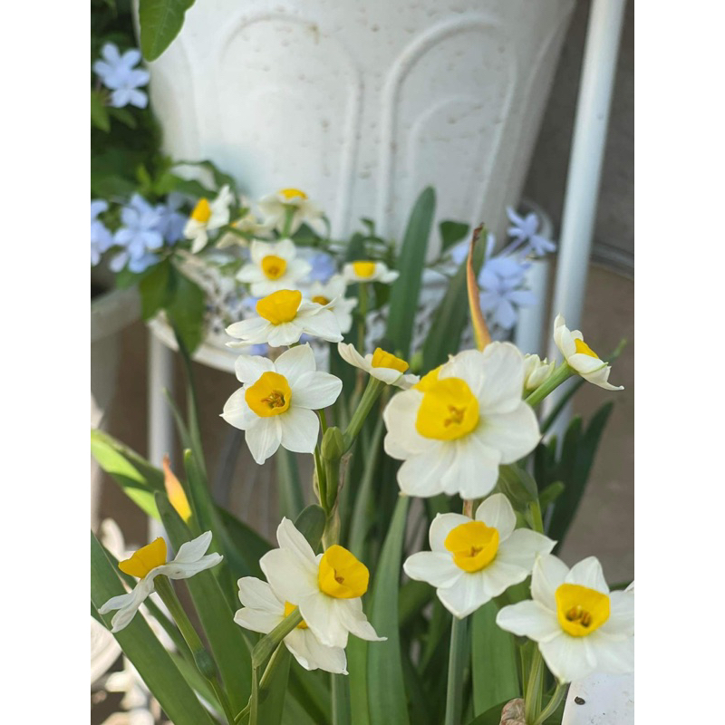 CỦ THUỶ TIÊN POOH GARDENING