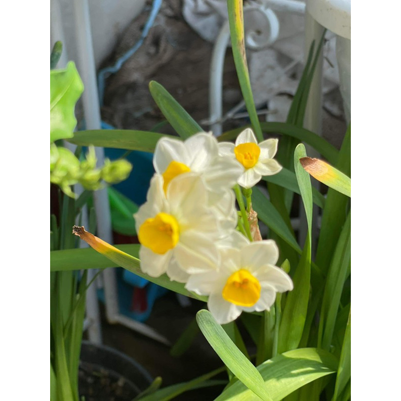 CỦ THUỶ TIÊN POOH GARDENING