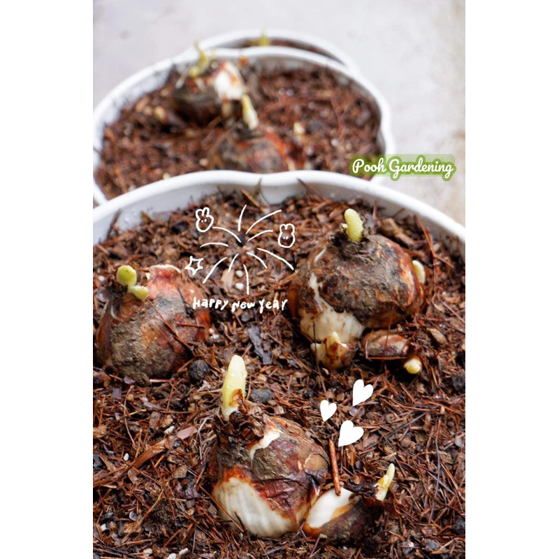 CỦ THUỶ TIÊN POOH GARDENING