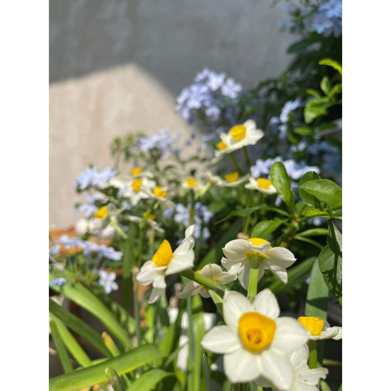 CỦ THUỶ TIÊN POOH GARDENING