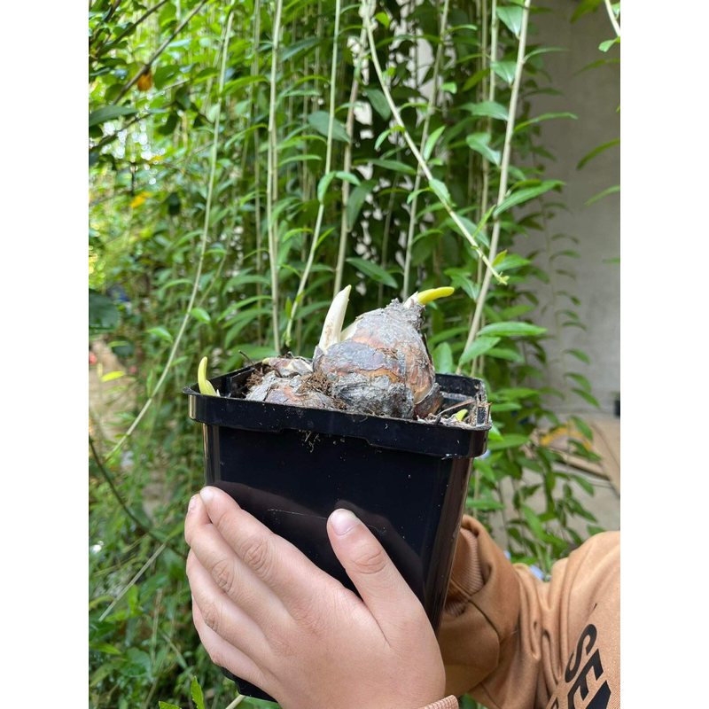 CỦ THUỶ TIÊN POOH GARDENING