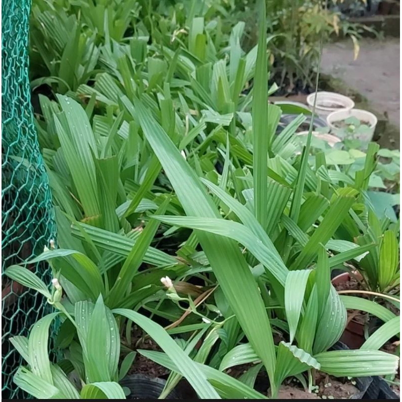 Sâm đại hành tươi 100g