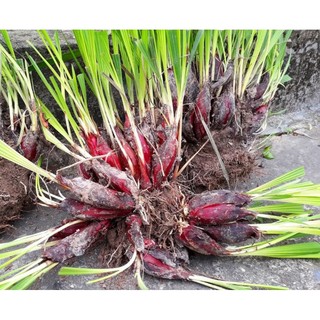 Sâm đại hành tươi 100g