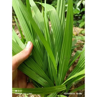 Sâm đại hành tươi 100g