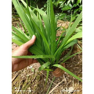 Sâm đại hành tươi 100g