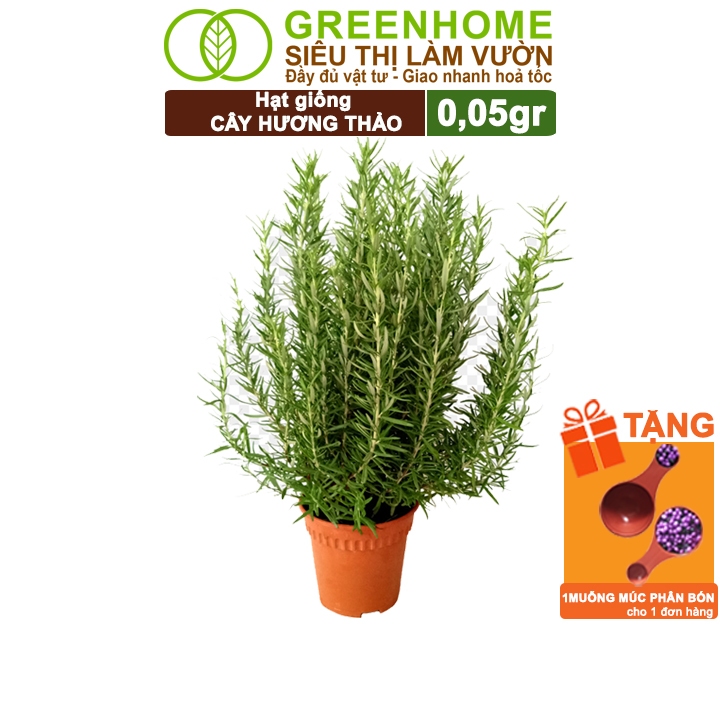 Hạt Giống Cây Hương Thảo Greenhome, Rosemary, Gói 0,05gr, Dễ Trồng, Thu Hoạch Quanh Năm G06