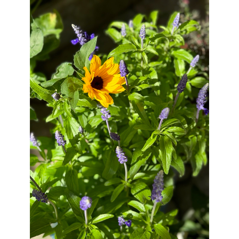 Victoria blue sage / cây xô xanh