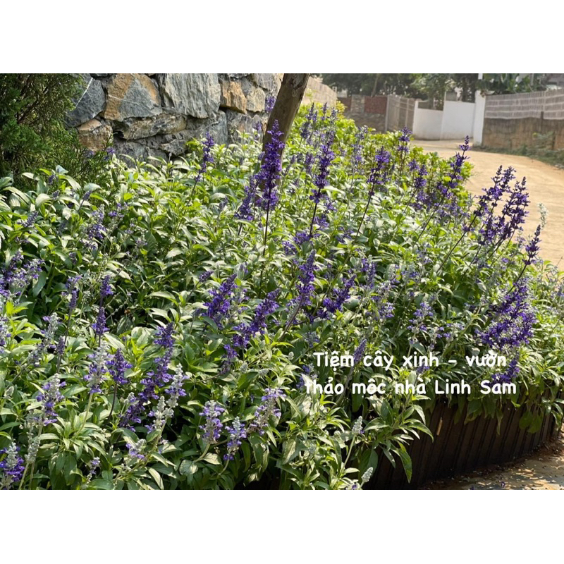 Victoria blue sage / cây xô xanh