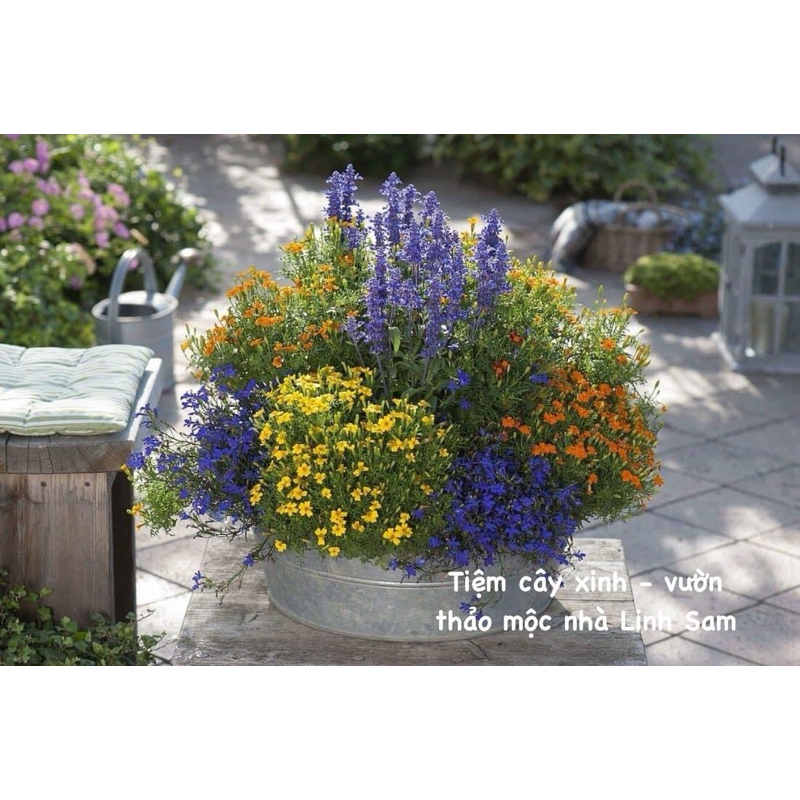 Victoria blue sage / cây xô xanh