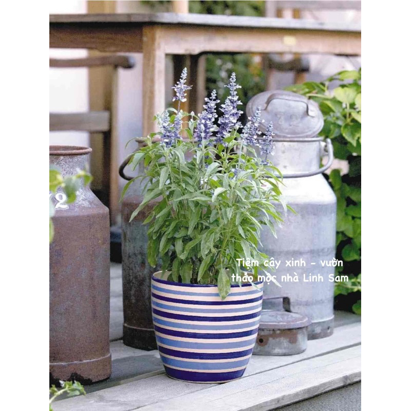 Victoria blue sage / cây xô xanh