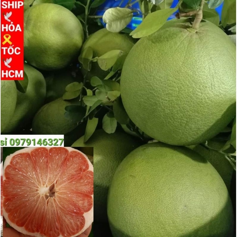 BƯỞI LÃO DA XANH BÊN TRE  SIZE VIP 1.2KG-2.2KG.