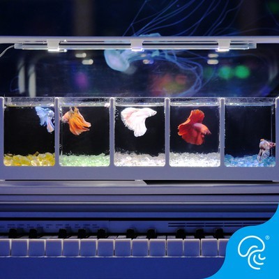 Bể cá 5 ngăn (KT 50x25x25)