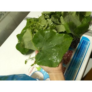 Rau lá bình bát dây 500g