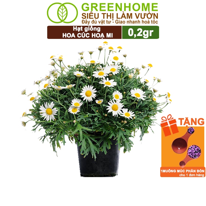 Hạt Giống Cúc Hoạ Mi Greenhome, Gói 0,2gr, Dễ Trồng Quanh Năm, Hoa Trắng, Nhuỵ Vàng H04
