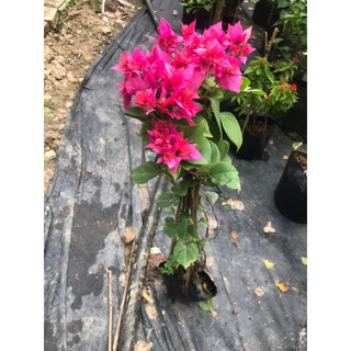 Hoa giấy kép chùm đỏ nguyên bản 20cm