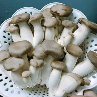 Phôi nấm đùi gà