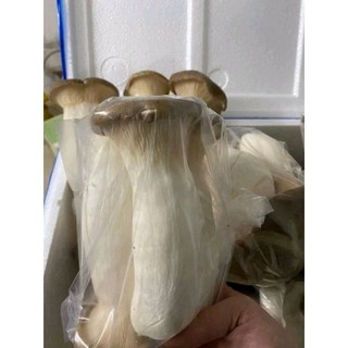 phôi nấm đùi gà