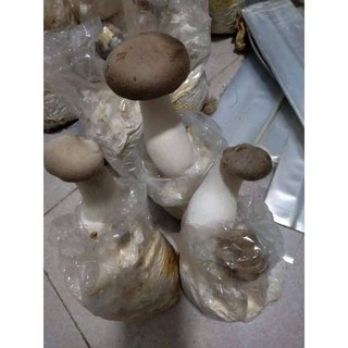 phôi nấm đùi gà