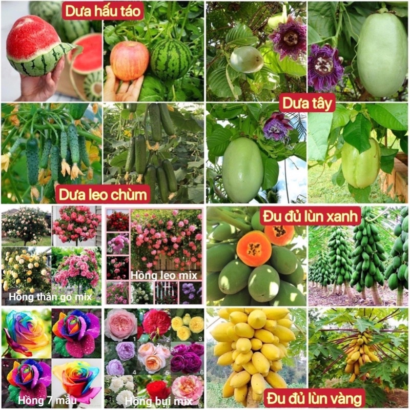 Hạt giống 1k rau củ quả các loại gói trồng thử tập làm vườn cùng shop Việt