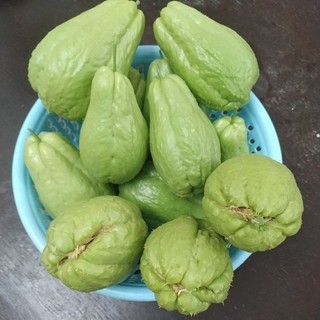 Quả Su Su giống hữu cơ - Giống đã ra rễ