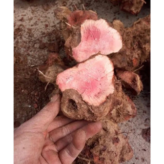 1 Kg Củ khúc khắc khô( thổ phục linh) hàng ngon, thơm mới nhất