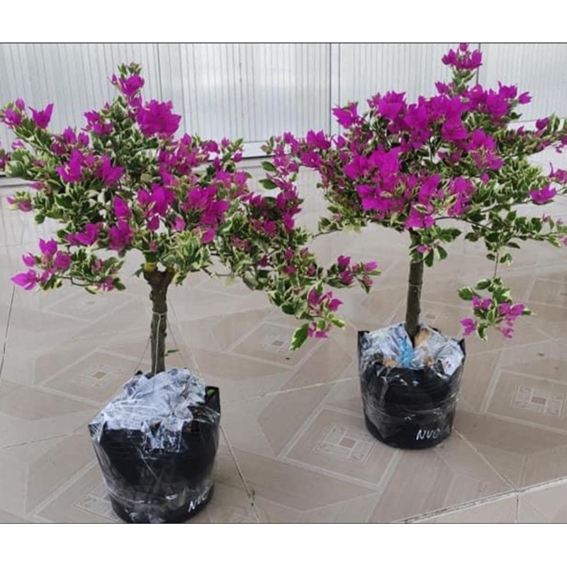 hoa giấy cẩm thạch tím lá nhỏ