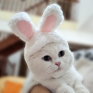 Mũ Thỏ Kute Dành Cho Chó Mèo